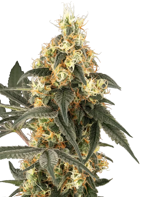 Crushed Velvet Feminized Seeds
