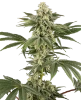 Lemon Pelli Gelato Feminized Seeds