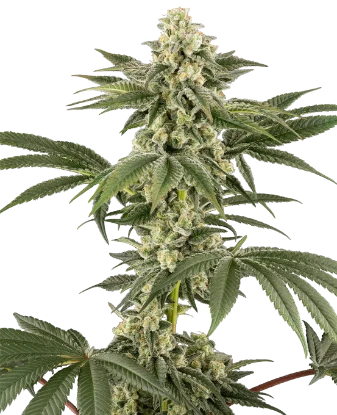 Lemon Pelli Gelato Feminized Seeds