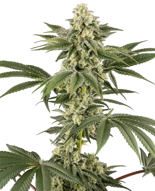 Lemon Pelli Gelato Feminized Seeds