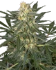 C4 Automatic Seeds