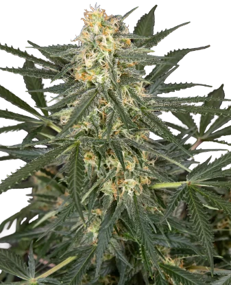 C4 Automatic Seeds