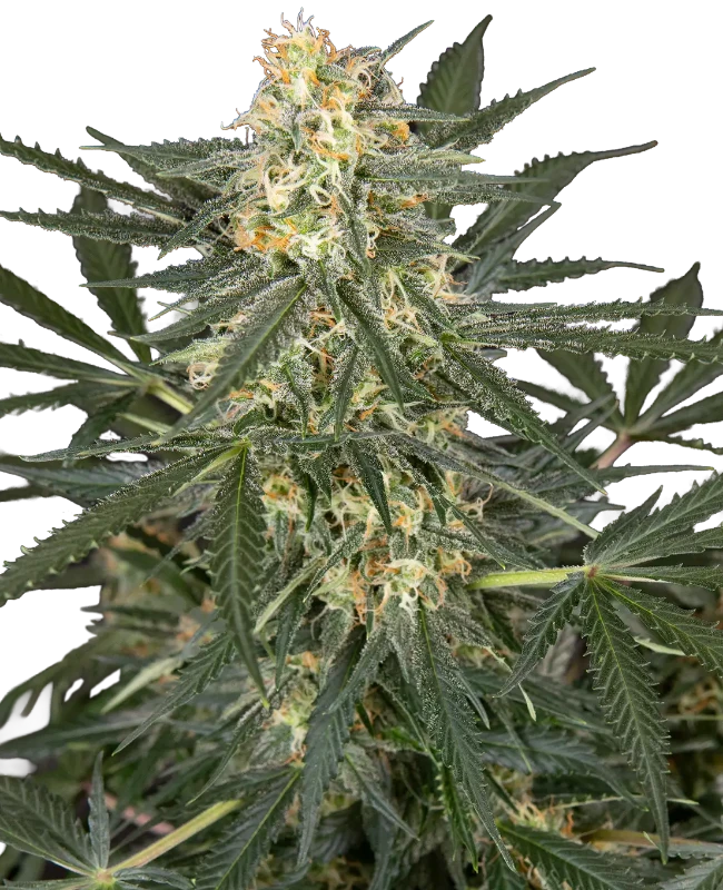 C4 Automatic Seeds