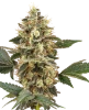 Sensi Sangria Feminized Seeds