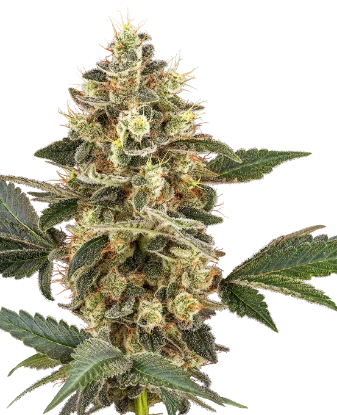 Sensi Sangria Feminized Seeds