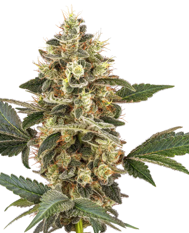 Sensi Sangria Feminized Seeds
