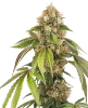 Sensi True Blood Feminized Seeds