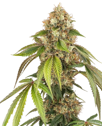 Sensi True Blood Feminized Seeds
