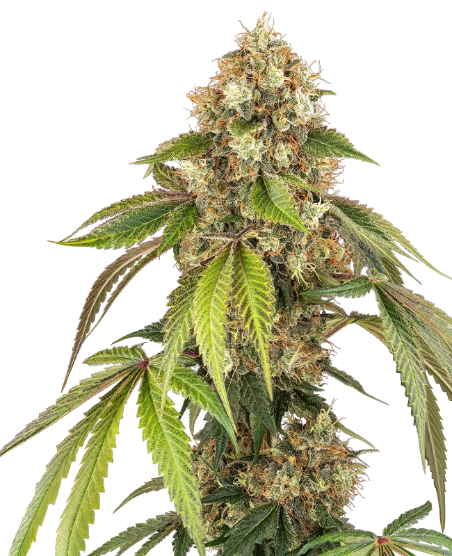Sensi True Blood Feminized Seeds