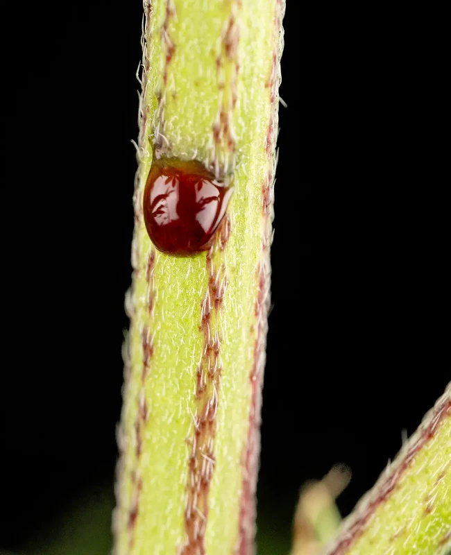 Sensi True Blood Feminized Seeds Close Up