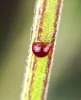 Sensi Sangria Feminized Seeds Close Up