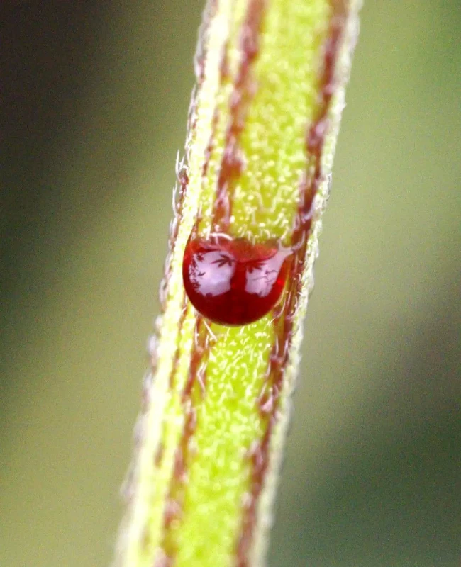 Sensi Sangria Feminized Seeds Close Up