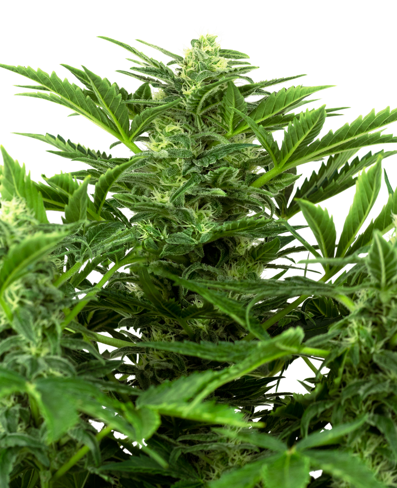 Cosa sono i semi di marijuana autofiorenti?