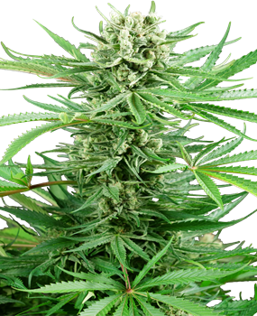 Michka® Semi di Cannabis Femminizzati – Sensi Seeds