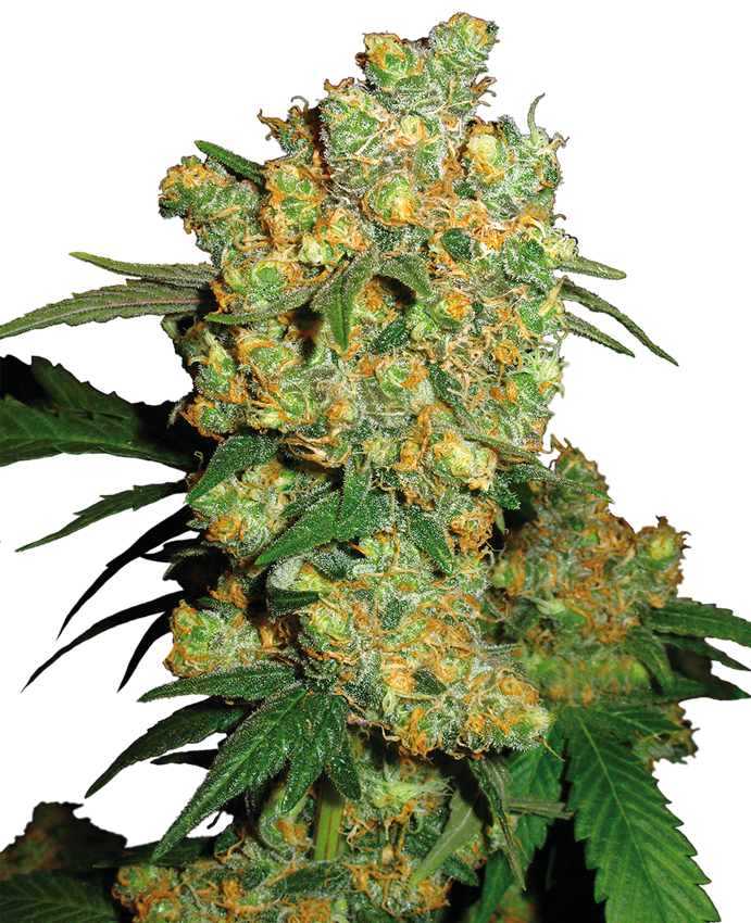 Big Bud Semi di Cannabis Regolari – Sensi Seeds