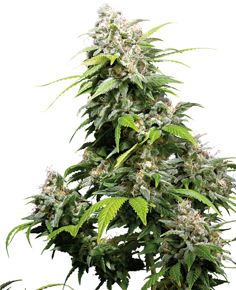 California Indica Semi di Cannabis Regolari – Sensi Seeds