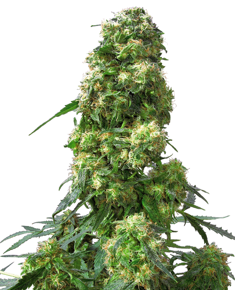 Early Skunk Semi di Cannabis Regolari - Sensi Seeds