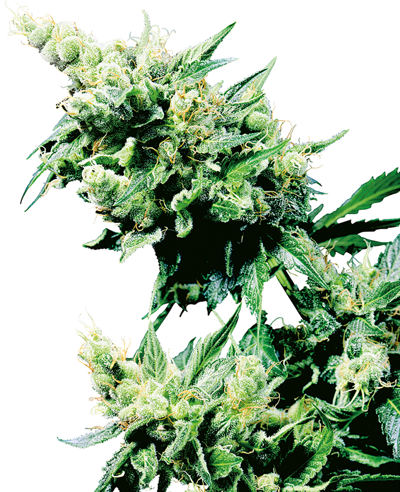 Big Bud Semi di Cannabis Regolari – Sensi Seeds