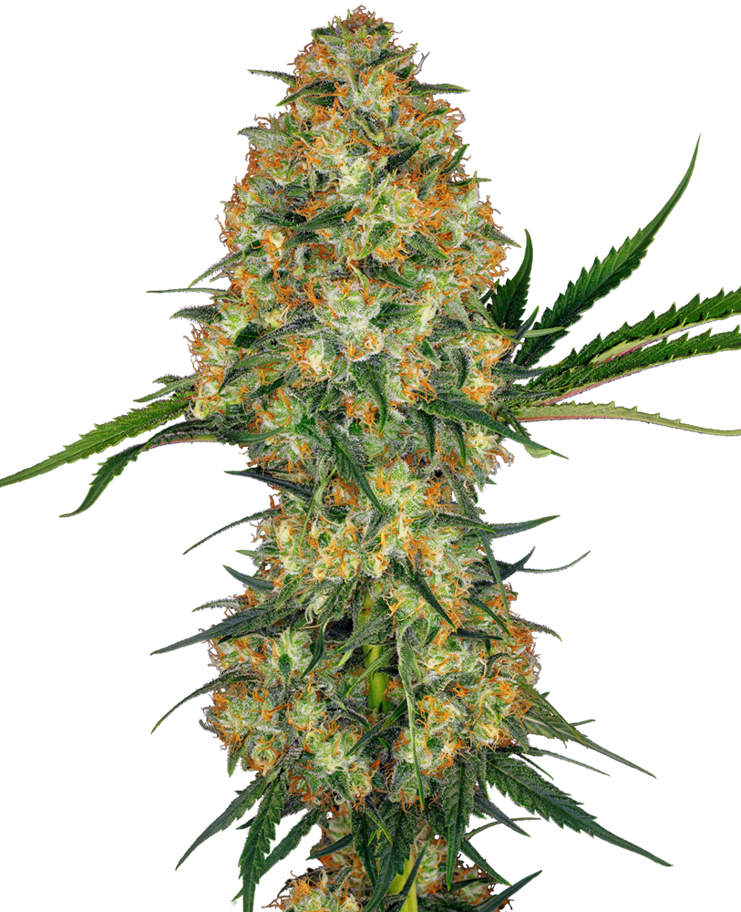 Big Bud Semi di Cannabis Regolari – Sensi Seeds