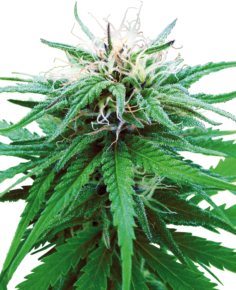 Ruderalis Indica Semi di Cannabis Regolari – Sensi Seeds