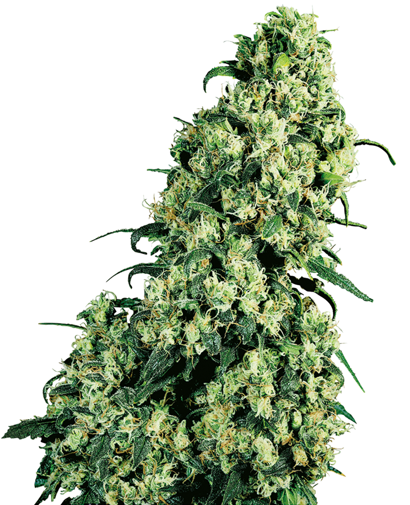 Super Skunk Semi Autofiorenti di White Label – Sensi Seeds