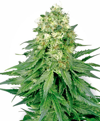 Acquistate i semi White Widow online - White Label