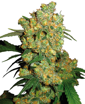 Purple Bud Semi Autofiorenti della White Label – Sensi Seeds