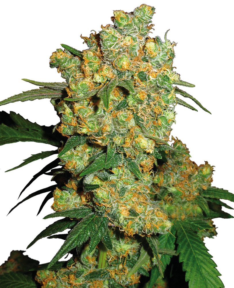 Big Bud Semi di Cannabis Femminizzati – Sensi Seeds