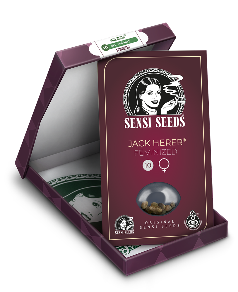 Jack Herer® Semi di Cannabis Femminizzati – Sensi Seeds