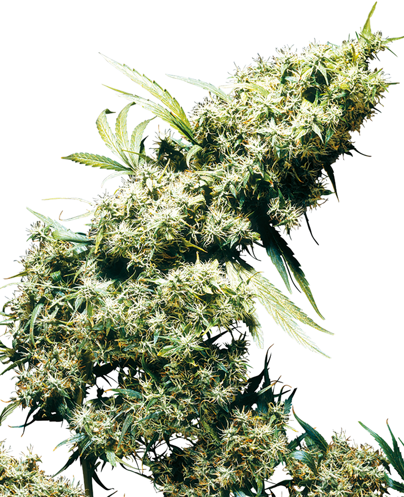 Jamaican Pearl Semi di Cannabis Femminizzati – Sensi Seeds