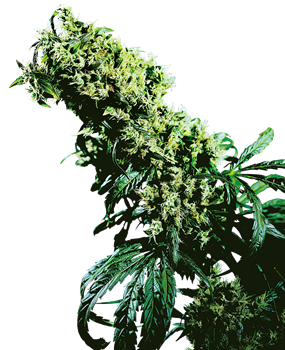 Big Bud Semi di Cannabis Femminizzati – Sensi Seeds