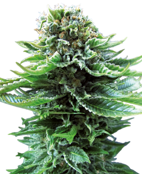 Purple Bud Semi Autofiorenti della White Label – Sensi Seeds