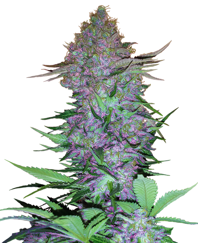 Purple Skunk Semi di Cannabis Autofiorenti – Sensi Seeds