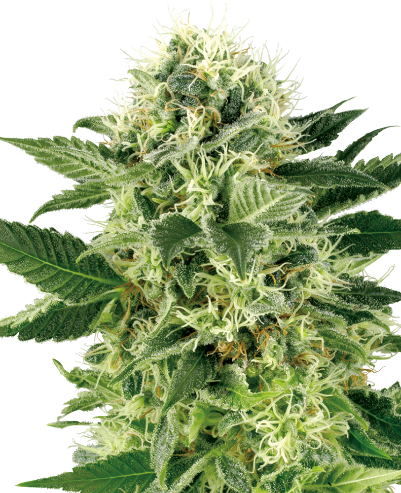 Northern Lights Semi di Cannabis Femminizzati – Sensi Seeds