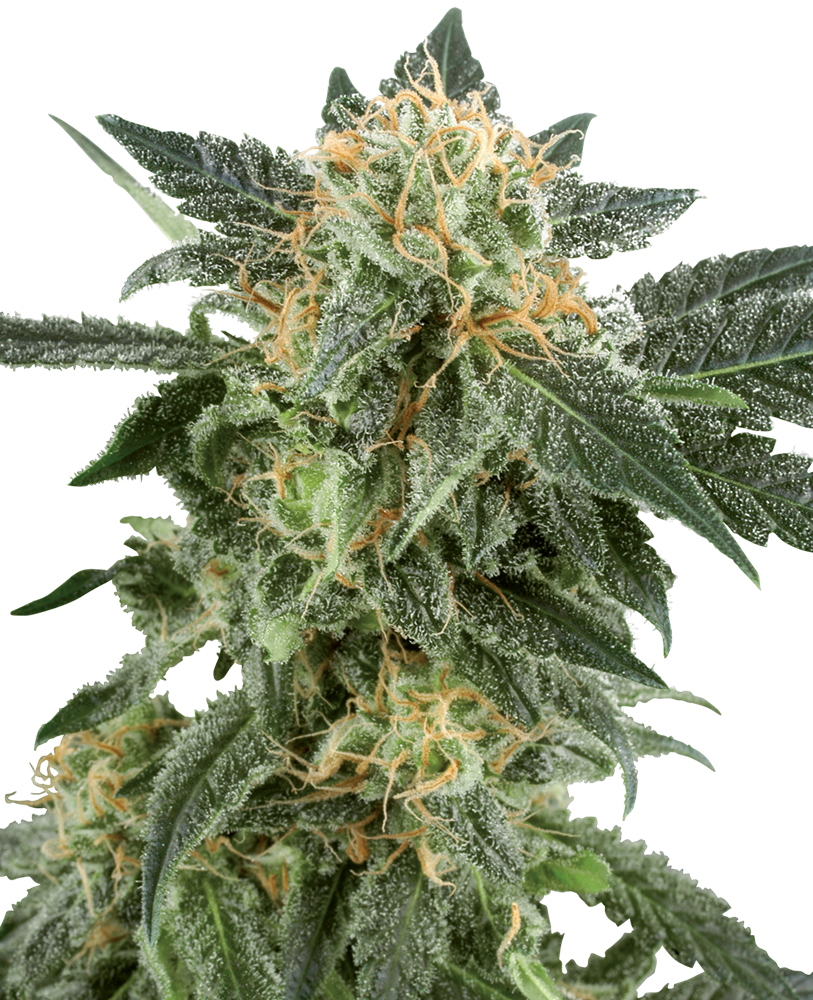 Snow Ryder Semi Autofiorenti della White Label – Sensi Seeds