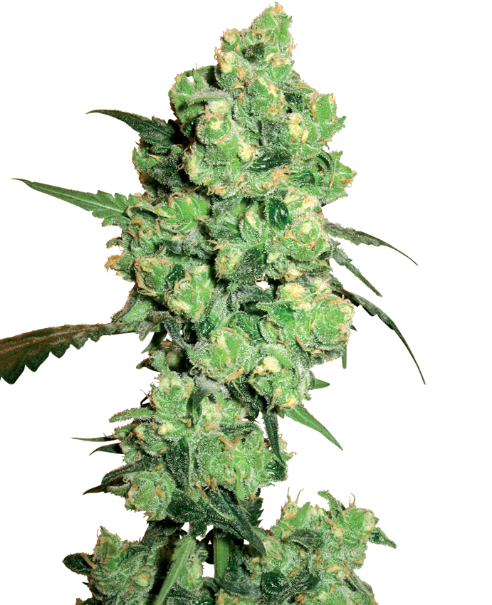 Semi Super Skunk Femminizzati White Label – Sensi Seeds