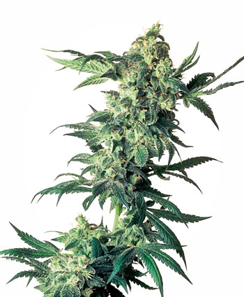 Koop Northern Lights® zaden online - Sensi Seeds