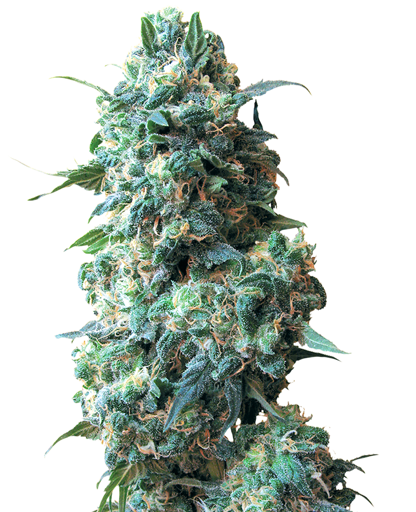 afghan-kush-xl.png