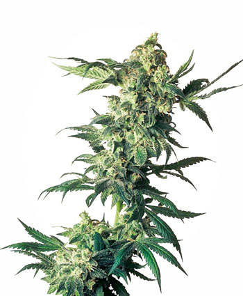 Comprar sementes Northern Lights® Feminizada - Sensi Seeds