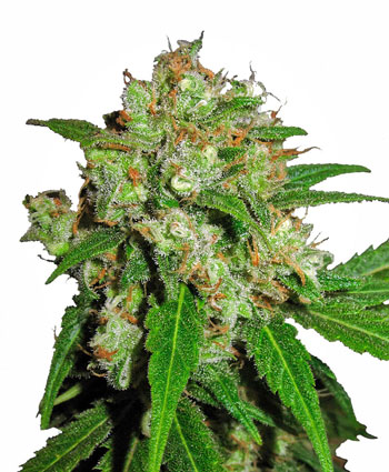 Comprar sementes Sensi Skunk® Feminizada - Sensi Seeds